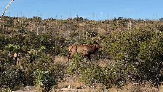 Elk Close Encounter!